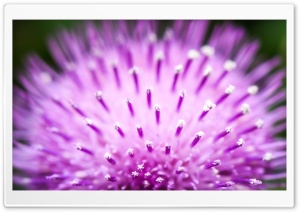 Fluffy Flower Macro Ultra HD Wallpaper for 4K UHD Widescreen desktop, tablet & smartphone