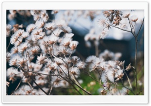 Fluffy Flowers Ultra HD Wallpaper for 4K UHD Widescreen desktop, tablet & smartphone