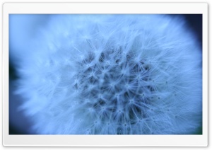 Fluffy Head, Blue Ultra HD Wallpaper for 4K UHD Widescreen desktop, tablet & smartphone