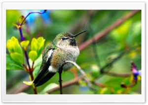 Fluffy Hummingbird Ultra HD Wallpaper for 4K UHD Widescreen desktop, tablet & smartphone