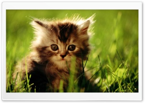 Fluffy Kitten Ultra HD Wallpaper for 4K UHD Widescreen Desktop, Lockscreen, Screensaver, TV, Tablet, Smartphone