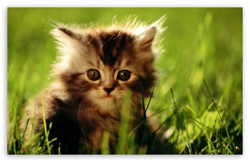 Fluffy Kitten UltraHD Wallpaper for HD 16:9 ; Widescreen 16:10 5:3 ; Fullscreen 4:3 5:4 3:2 ; Tablet 1:1 ; Mobile 9:16 2:3 3:5 3:4 ;