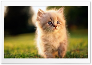 Fluffy Kitty Ultra HD Wallpaper for 4K UHD Widescreen desktop, tablet & smartphone