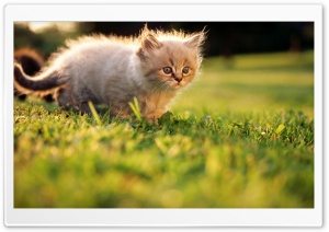 Fluffy Kitty 2 Ultra HD Wallpaper for 4K UHD Widescreen desktop, tablet & smartphone