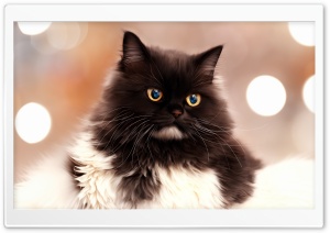 Fluffy Persian Cat Ultra HD Wallpaper for 4K UHD Widescreen desktop, tablet & smartphone