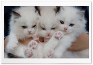 Fluffy White Kittens with Blue Eyes Ultra HD Wallpaper for 4K UHD Widescreen desktop, tablet & smartphone