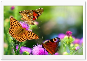 Fluttering Butterflies Ultra HD Wallpaper for 4K UHD Widescreen desktop, tablet & smartphone