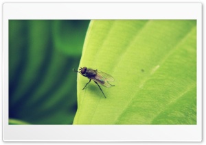fly 4K UHD Wallpaper for Widescreen and UltraWide Desktop, UltraHD TV, Smartphone, Tablet