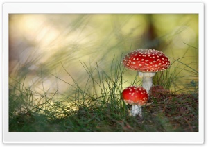 Fly Agaric Mushrooms Ultra HD Wallpaper for 4K UHD Widescreen desktop, tablet & smartphone