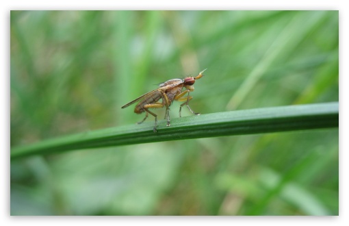 Fly Macro UltraHD Wallpaper for Wide 16:10 5:3 Widescreen WHXGA WQXGA WUXGA WXGA WGA ; 8K UHD TV 16:9 Ultra High Definition 2160p 1440p 1080p 900p 720p ; Standard 4:3 5:4 3:2 Fullscreen UXGA XGA SVGA QSXGA SXGA DVGA HVGA HQVGA ( Apple PowerBook G4 iPhone 4 3G 3GS iPod Touch ) ; Tablet 1:1 ; iPad 1/2/Mini ; Mobile 4:3 5:3 3:2 16:9 5:4 - UXGA XGA SVGA WGA DVGA HVGA HQVGA ( Apple PowerBook G4 iPhone 4 3G 3GS iPod Touch ) 2160p 1440p 1080p 900p 720p QSXGA SXGA ; Dual 16:10 5:3 16:9 4:3 5:4 WHXGA WQXGA WUXGA WXGA WGA 2160p 1440p 1080p 900p 720p UXGA XGA SVGA QSXGA SXGA ;