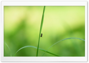 Fly On A Blade Of Grass Ultra HD Wallpaper for 4K UHD Widescreen desktop, tablet & smartphone