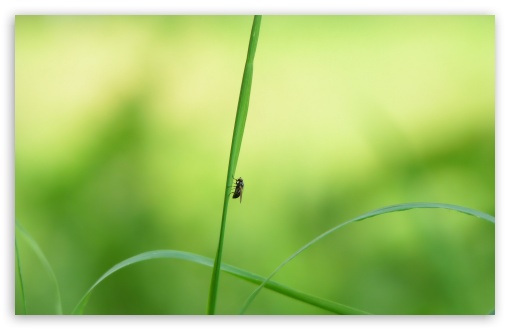 Fly On A Blade Of Grass UltraHD Wallpaper for 8K UHD TV 16:9 Ultra High Definition 2160p 1440p 1080p 900p 720p ; Widescreen 16:10 5:3 WHXGA WQXGA WUXGA WXGA WGA ; Fullscreen 4:3 5:4 3:2 UXGA XGA SVGA QSXGA SXGA DVGA HVGA HQVGA ( Apple PowerBook G4 iPhone 4 3G 3GS iPod Touch ) ; Tablet 1:1 ; Mobile 3:5 3:4 - ;