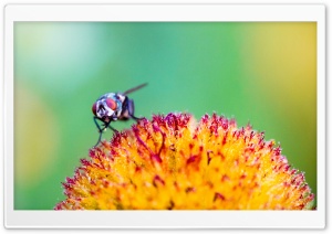 Fly on a Flower Ultra HD Wallpaper for 4K UHD Widescreen desktop, tablet & smartphone