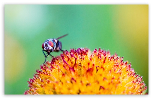 Fly on a Flower Ultra HD Desktop Background Wallpaper for : Widescreen