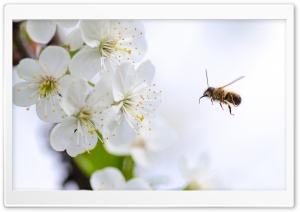 Flying Bee in Action Ultra HD Wallpaper for 4K UHD Widescreen desktop, tablet & smartphone