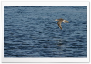 Flying Bird Ultra HD Wallpaper for 4K UHD Widescreen desktop, tablet & smartphone