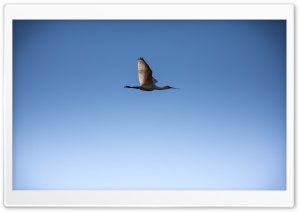 Flying Bird In The Sky Ultra HD Wallpaper for 4K UHD Widescreen desktop, tablet & smartphone