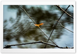 Flying Dragonfly Ultra HD Wallpaper for 4K UHD Widescreen desktop, tablet & smartphone