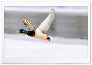 Flying Duck Ultra HD Wallpaper for 4K UHD Widescreen desktop, tablet & smartphone