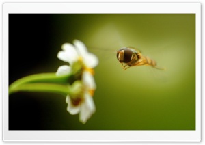 Flying Insect 1 Ultra HD Wallpaper for 4K UHD Widescreen desktop, tablet & smartphone