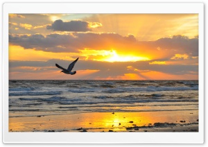 Flying Seagull At Sunrise Ultra HD Wallpaper for 4K UHD Widescreen desktop, tablet & smartphone