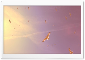 Flying Seagulls Ultra HD Wallpaper for 4K UHD Widescreen desktop, tablet & smartphone