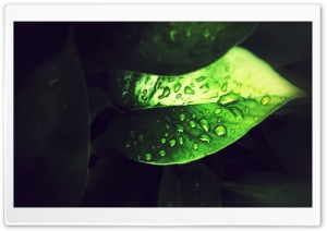 Focussed Leaf Ultra HD Wallpaper for 4K UHD Widescreen desktop, tablet & smartphone