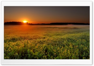 Fog At Sunrise Ultra HD Wallpaper for 4K UHD Widescreen desktop, tablet & smartphone