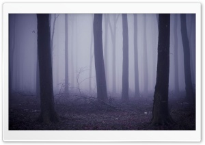 Fog In The Forest Ultra HD Wallpaper for 4K UHD Widescreen desktop, tablet & smartphone
