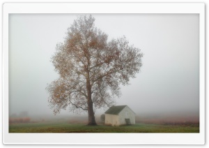 Fog, Tree, House, Autumn Ultra HD Wallpaper for 4K UHD Widescreen desktop, tablet & smartphone