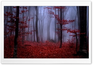 Fogbound Forest 4K UHD Wallpaper for Widescreen and UltraWide Desktop, UltraHD TV, Smartphone, Tablet