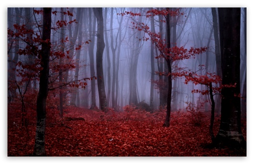 Fogbound Forest UltraHD Wallpaper for UHD 16:9 ; HD 16:9 ; UltraWide 21:9 24:10 32:9 32:10 ; Widescreen 16:10 5:3 ; Fullscreen 4:3 5:4 3:2 ; Tablet 1:1 ; Mobile 9:16 9:19.5 9:20 10:16 2:3 3:5 3:4 ; Dual 16:10 5:3 16:9 4:3 5:4 3:2 ;