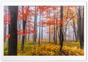 Foggy Afternoon Ultra HD Wallpaper for 4K UHD Widescreen desktop, tablet & smartphone
