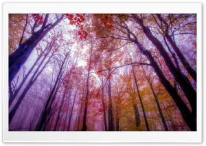 Foggy Colors Ultra HD Wallpaper for 4K UHD Widescreen desktop, tablet & smartphone