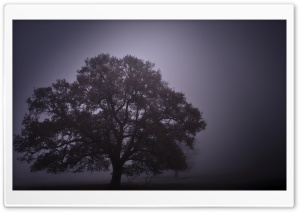 Foggy Day Ultra HD Wallpaper for 4K UHD Widescreen desktop, tablet & smartphone