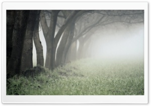 Foggy Day In The Forest Ultra HD Wallpaper for 4K UHD Widescreen desktop, tablet & smartphone