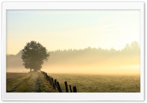 Foggy Field, Morning Ultra HD Wallpaper for 4K UHD Widescreen desktop, tablet & smartphone