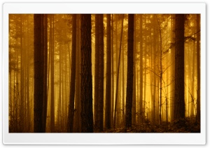 Foggy Forest Sunrise Ultra HD Wallpaper for 4K UHD Widescreen desktop, tablet & smartphone