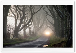 Foggy Road And Tangled Trees Ultra HD Wallpaper for 4K UHD Widescreen desktop, tablet & smartphone
