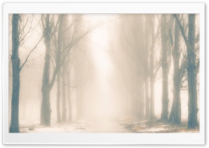 Foggy Winter Day Ultra HD Wallpaper for 4K UHD Widescreen desktop, tablet & smartphone