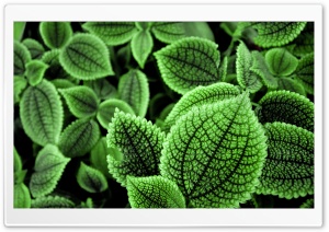 Foliage Ultra HD Wallpaper for 4K UHD Widescreen desktop, tablet & smartphone