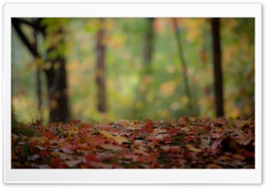 Foliage Ultra HD Wallpaper for 4K UHD Widescreen desktop, tablet & smartphone