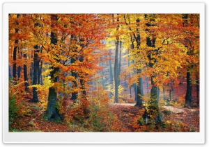 Foliage, Autumn Ultra HD Wallpaper for 4K UHD Widescreen desktop, tablet & smartphone