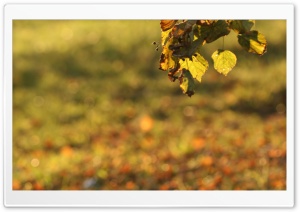Foliage Bokeh Ultra HD Wallpaper for 4K UHD Widescreen desktop, tablet & smartphone