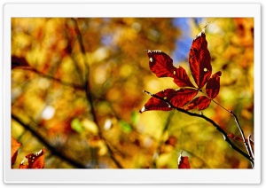 Foliage Bokeh, Autumn Ultra HD Wallpaper for 4K UHD Widescreen desktop, tablet & smartphone