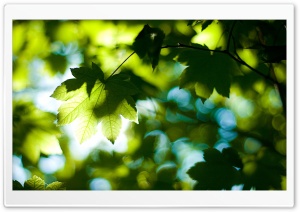 Foliage, Summer Ultra HD Wallpaper for 4K UHD Widescreen desktop, tablet & smartphone