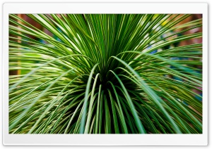 Follow The Cactus Ultra HD Wallpaper for 4K UHD Widescreen desktop, tablet & smartphone