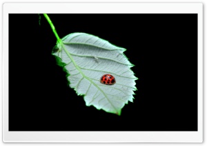 FoMef - Ladybird Ultra HD Wallpaper for 4K UHD Widescreen desktop, tablet & smartphone