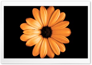 FoMef - Orange Flowerdark Ultra HD Wallpaper for 4K UHD Widescreen desktop, tablet & smartphone