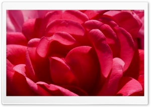 FoMef Flowers Red World 5K Ultra HD Wallpaper for 4K UHD Widescreen desktop, tablet & smartphone